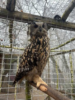 Výr velký - samice - 2