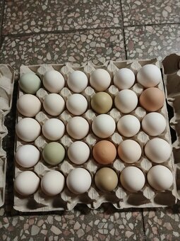 Násadová slepičí vejce - 2