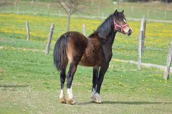 Welsh cob - kobylka - 2