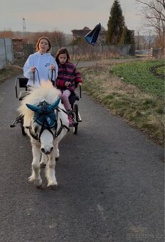 Minihorse - 2