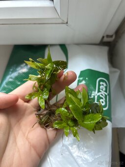 Akvarijní rostlinky - 2