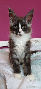 Mainská mývalí koťátka bez pp - 2