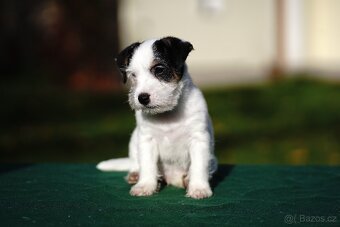 Štěňátko - pejsek Jack Russell Teriéra s PP - 2