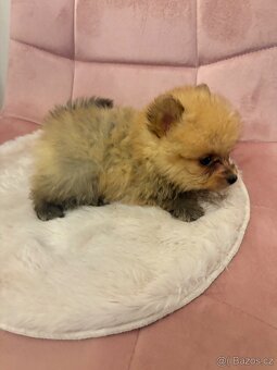 Pomeranian - 2