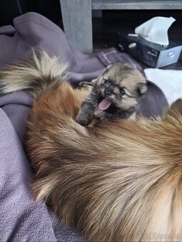 Štěňata pomeraniana - 2