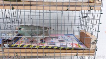 Kakariki andulky - 2