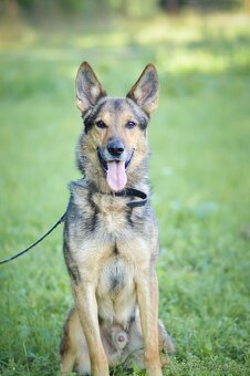 REX - energický 6ti letý kříženec Německý ovčák - 2