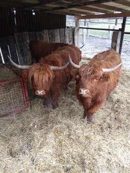 Skotský náhorní skot highlander - 2