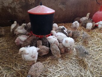 Prodám Japonské křepelky - 2