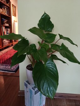 Homalomena 'Maggy' (cca 40 cm bez kvetinace) - 2