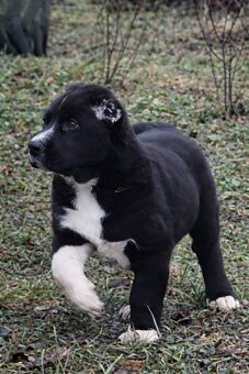 Stredoásijský pastevecký ovčiak s PP - 2