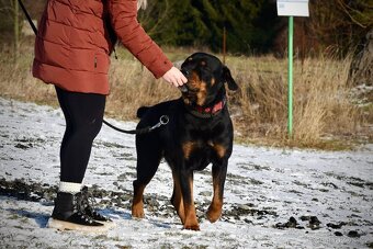 Najde rotvajler Art domov? - 2