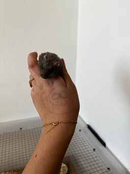 Křeček džungarský - 2