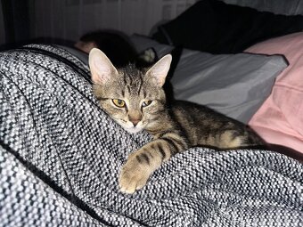 Daruji do dobrých ruk kočičku - 2