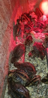 Křepelčí vajíčka , kuřátka. - 2