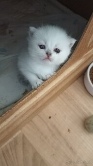 Britská kočička  s PP - 2