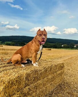 Krytí AmericanBully XXL - 2