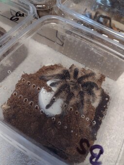 Sklípkan Brachypelma albopilosa Nikaragua - 2
