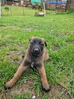 Belgický ovčák malinois - 2