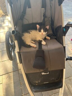 Koťátka 🐱 - 2