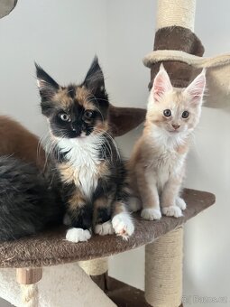 maciatka Maine coon/ mainske myvalie s PP - 2