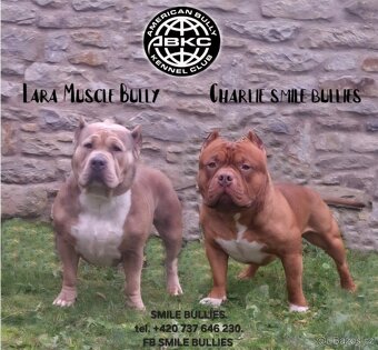 American Bully standard - k odběru - 2