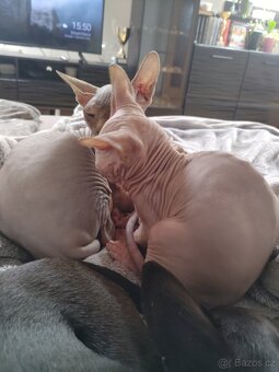 Kotě Sphynx - 2