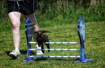 Sportovní králík import Švédsko - Karma - 2