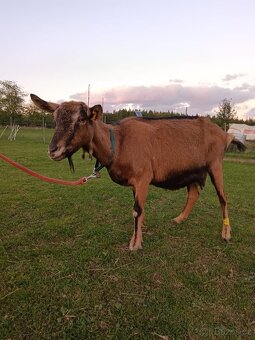 Prodám kozy a kozlíka. - 2