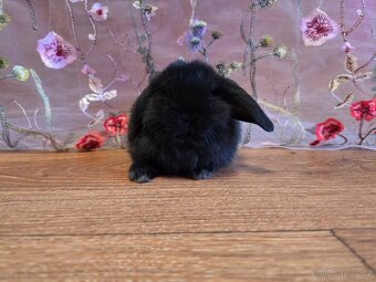 Minilop mláďata - 2