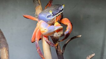 Krab suchozemský - 2