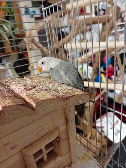 Agapornis Fishery - 2