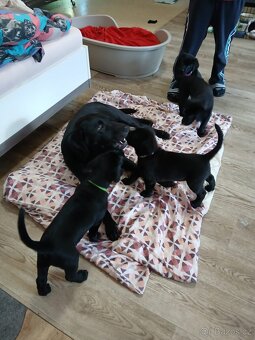 Labrador štenata - 2