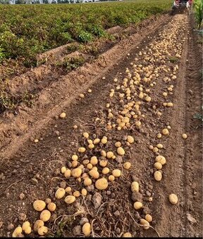 PRODÁME BRAMBORY, konzumní, krmné. - 2
