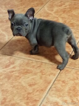Francouzský buldoček - 2