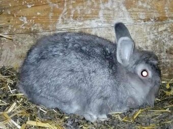 Zakrslý králík - 2