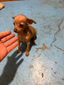 Pražský krysařík - 2