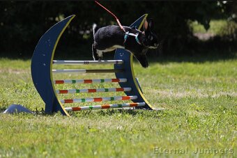 Zakrslý králík s pp - Hook - 2