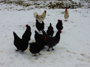 Násadová vejce Maranska - 2