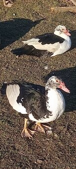 Kachny pižmové - 2