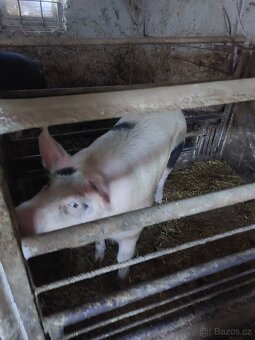 Prodám prase - 2