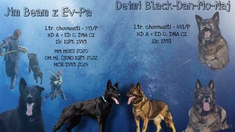 Nemecky ovcak stenata - 2
