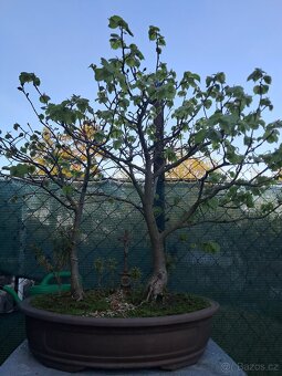 Bonsai, bonsaj Lípa - 2