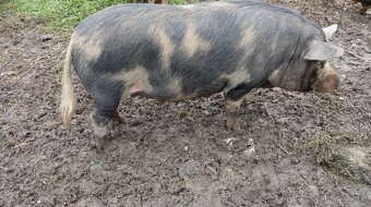 KUNE KUNE - 2