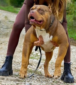 American bully standard xl xxl - 2