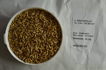Oves nahý a lesknice kanárská - 2