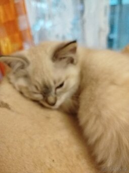 Ragdoll - 2