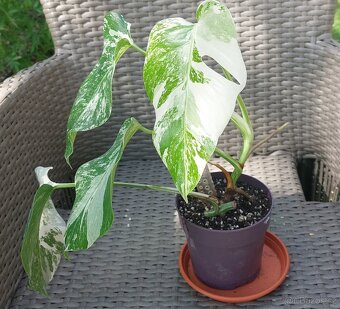 Monstera albo variegata - 2