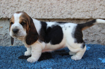 Basset hound - štěňátka s PP po importovaných rodičích - 2