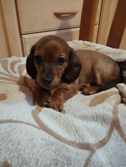 krátkosrstý jezevčík - 2